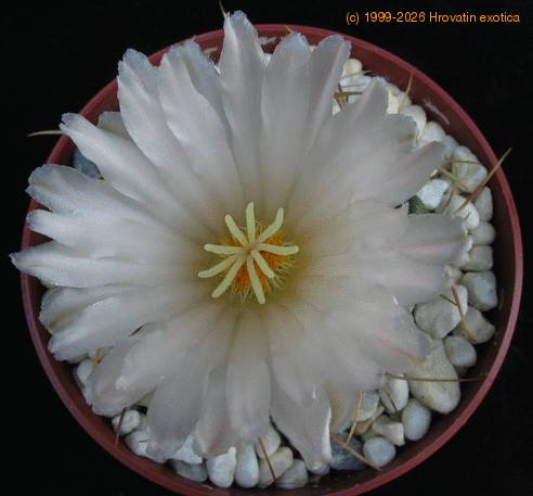 Thelocactus hexaedroporus 1