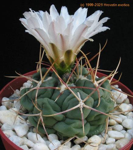 Thelocactus hexaedroporus 2