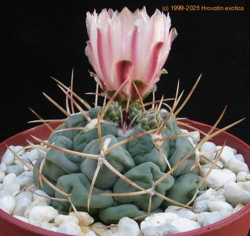 Thelocactus hexaedroporus 3