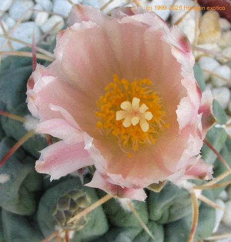 Thelocactus hexaedroporus 4
