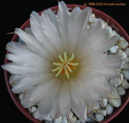 Thelocactus hexaedroporus SIf