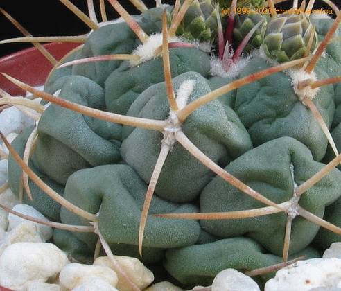 Thelocactus hexaedroporus SIt