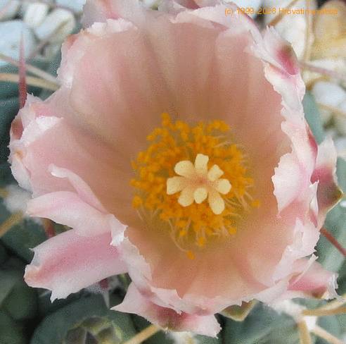 Thelocactus hexaedroporus1 SIf