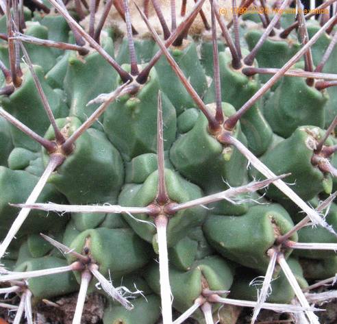 Thelocactus lophothele 1