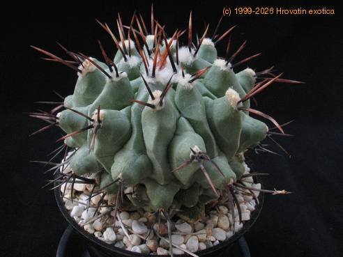 Thelocactus lophothele SIb