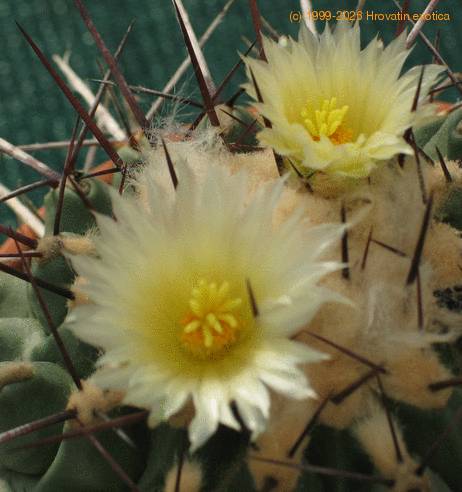 Thelocactus rinconensis 1