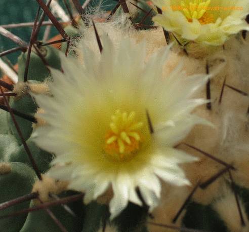 Thelocactus rinconensis SIf
