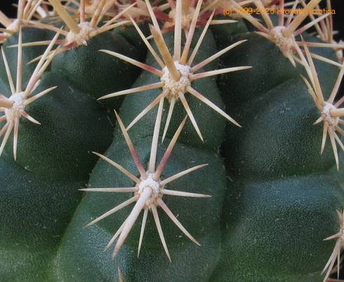 Thelocactus sp 2