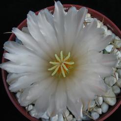 Thelocactus wagnerianus