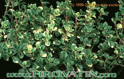 Thymmus v 'doone valley' 1091