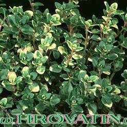 Thymmus v. "Doone valley"