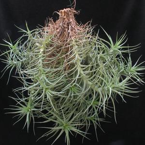 Tillandsia aeranthos