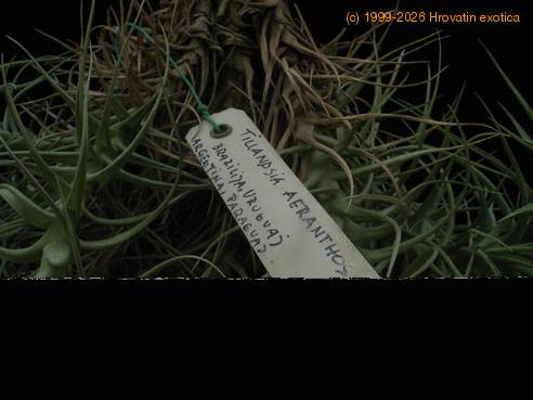 Tillandsia aeranthos ime
