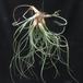 Tillandsia baylei1
