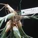 Tillandsia baylei2