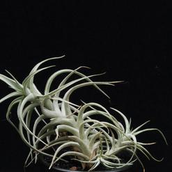 Tillandsia bergerii