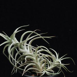 Tillandsia bergerii