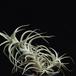Tillandsia bergerii-RBT