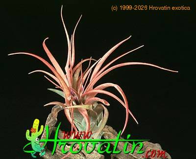 Tillandsia brachycaulus 1806