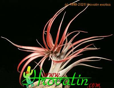 Tillandsia brachycaulus 1807