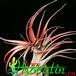 Tillandsia brachycaulus 1807