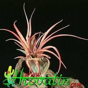 Tillandsia brachycaulus