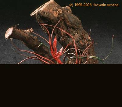 Tillandsia bulbosa 2832