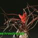 Tillandsia bulbosa 2835
