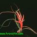 Tillandsia bulbosa 2836