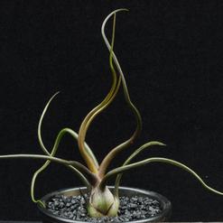 Tillandsia bulbosa
