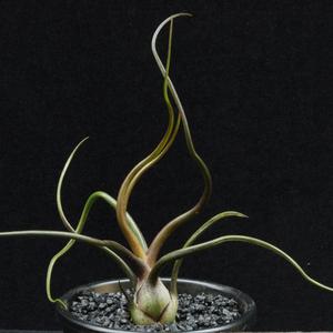Tillandsia bulbosa