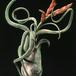 Tillandsia bulbosa cvet
