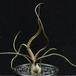 Tillandsia bulbosa RBT