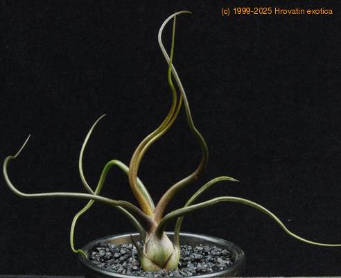 Tillandsia bulbosa RBT