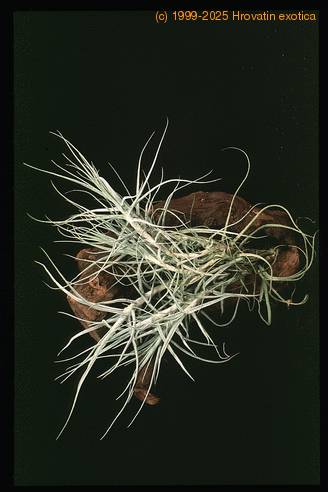 Tillandsia caerulea-2837