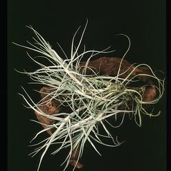 Tillandsia caerulea