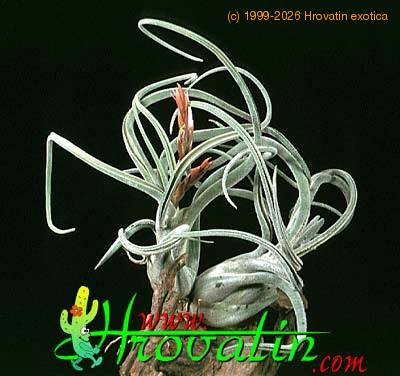 Tillandsia caput medusae 1809