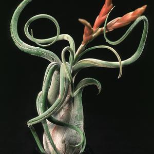 Tillandsia caput medusae