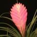 Tillandsia cyanea 1