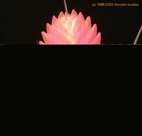 Tillandsia cyanea 1