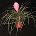 Tillandsia cyanea 2