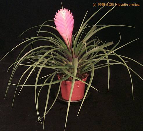 Tillandsia cyanea 2
