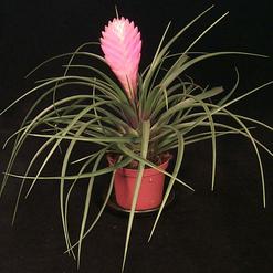 Tillandsia cyanea