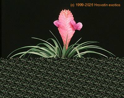 Tillandsia cyanea