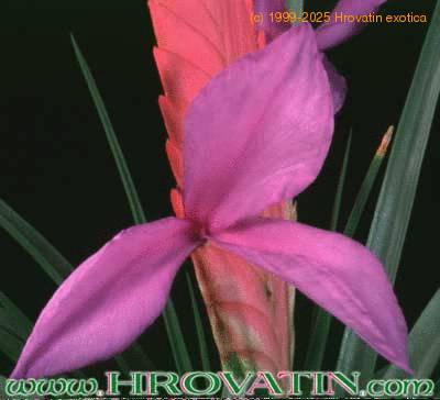Tillandsia cyanea flower 1804
