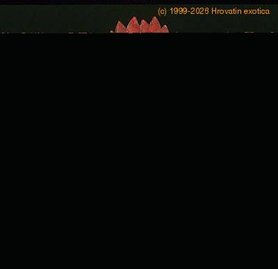 Tillandsia cyanea flower