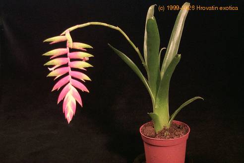 Tillandsia dyeriana 1