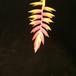 Tillandsia dyeriana 2