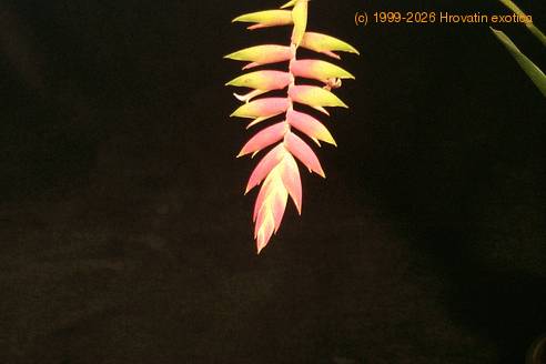 Tillandsia dyeriana 2