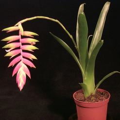 Tillandsia dyeriana
